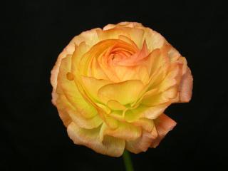 Ranunculus Leran.jpg